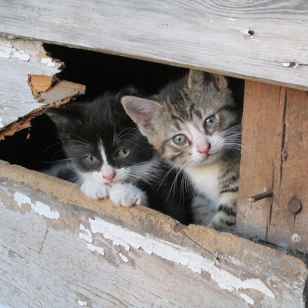 Barn Kittens