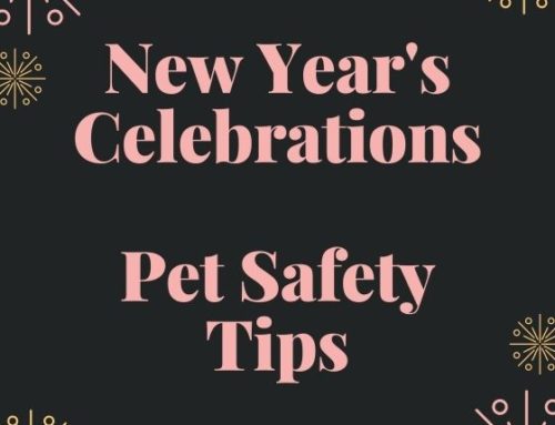 New Year’s Celebrations – Pet Safety Tips
