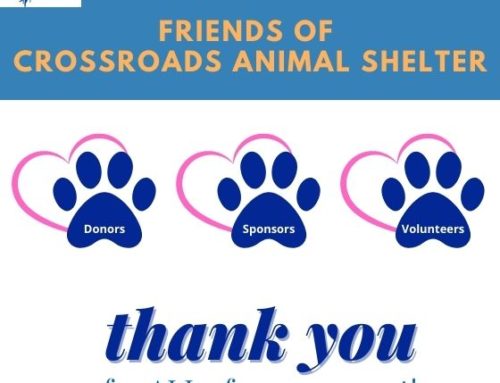 Spotlight on Friends of Crossroads Animal Shelter