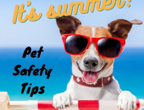 Summer Pet Safety Reminders