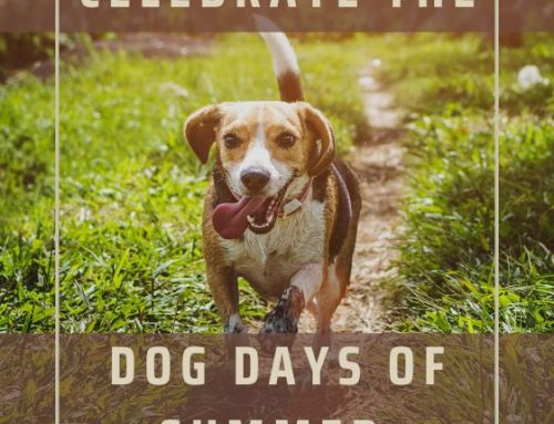Celebrate the Dog Days of Summer
